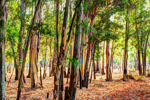 Colourful eucalptus trees with sun streaming through photo