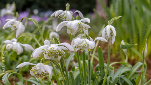 Naturally growing clump of double snowdrops (Galanthus nivalis f. pleniflorus) called Flore Pleno.  Landscape image with space for text) Selective focus on one flowerhead. England.