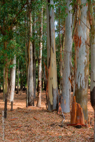 Colourful eucalptus trees with sun streaming through