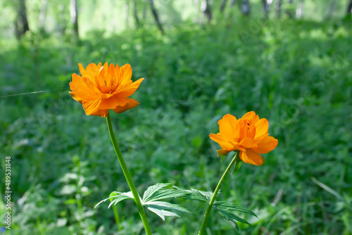 flowers  spring landscape  nature  forest  river  taiga  environment  landscape  flowers  wildflowers  spring flowers  forest flowers