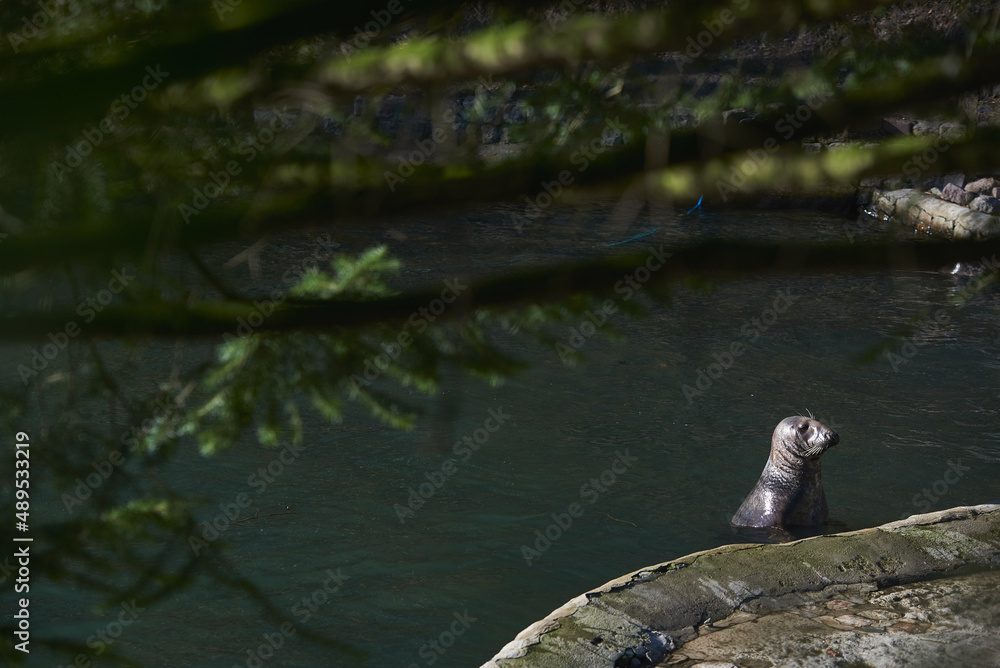 water lion in the water on a beautiful sunny day