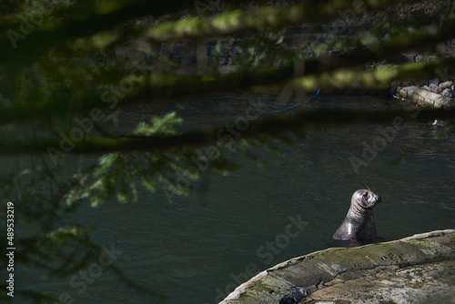 Obraz na płótnie water lion in the water on a beautiful sunny day w salonie
