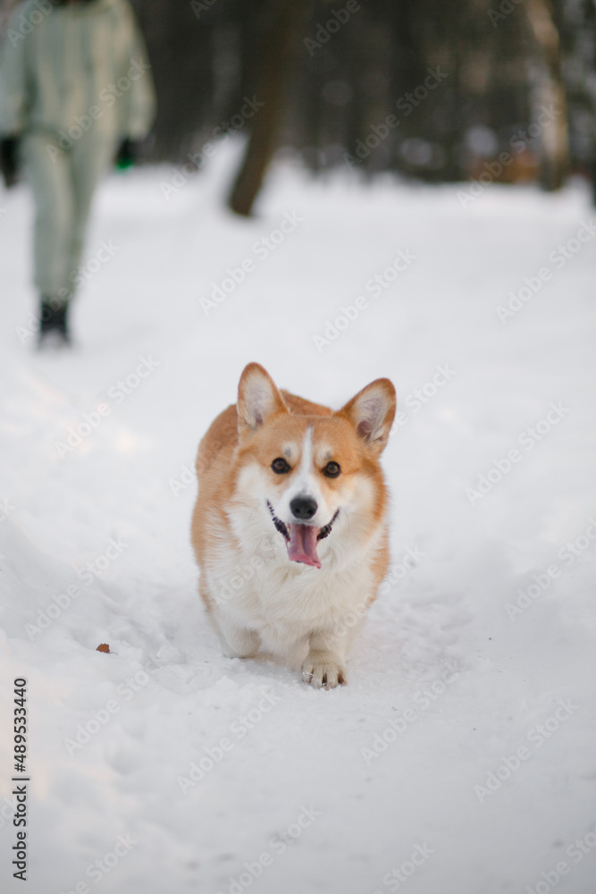 corgi dog outdoors in winter.