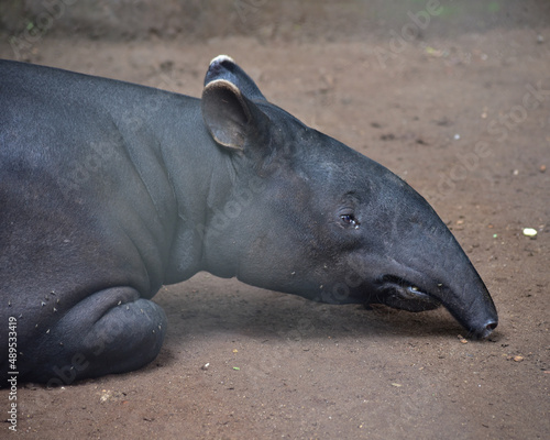 Close up of the head of the Asian Tapir  Tapirus indicus