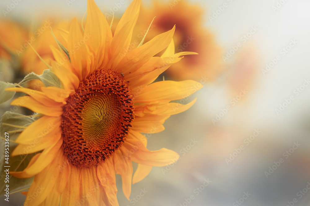 Fototapeta premium Naturalny szczegół żółto pomarańczowego kwiatu słonecznika.