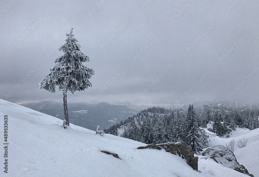 Fototapeta premium Vereiste Fichte in winterlicher Berglandschaft im Kampenwand Gebiet, Alpen, Bayern, Deutschland