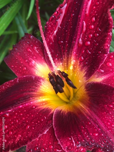 Summer Flowers, Daylilies