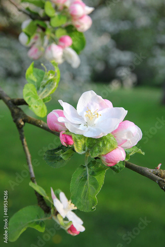 Apple blossoms in spring