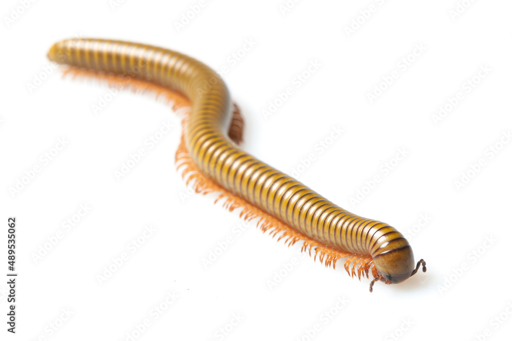 Green snake millipede on a white background Green snake millipede on a white background
