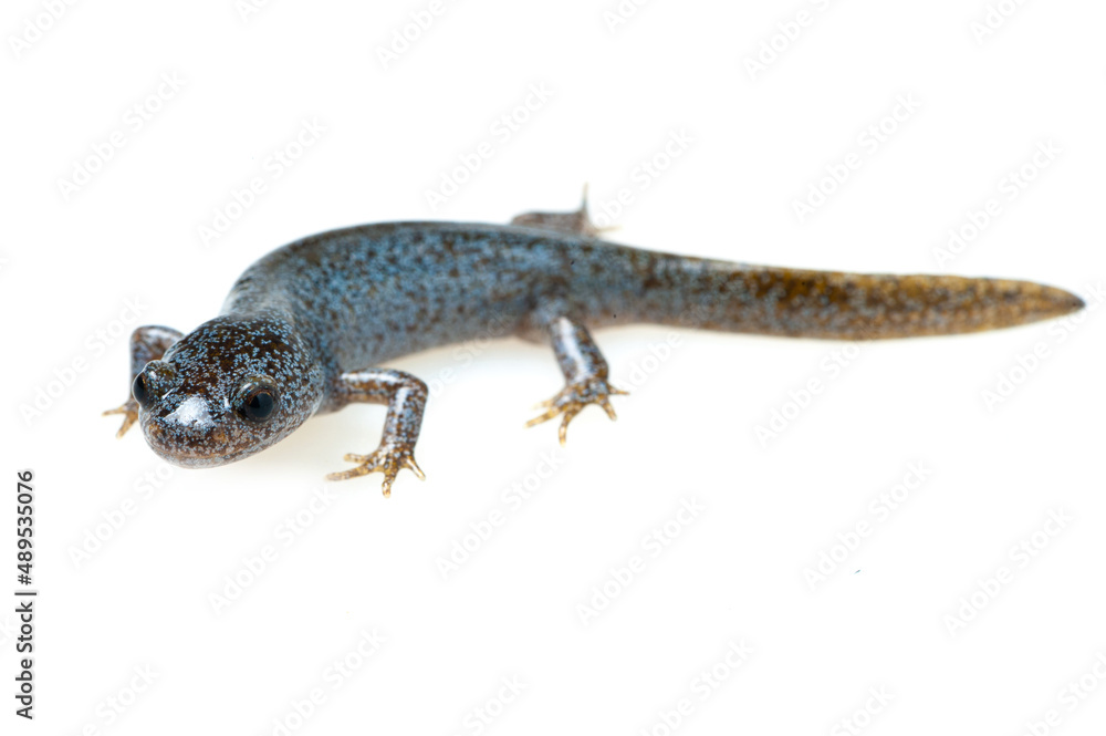 Oita salamander (Hynobius dunni) on a white background