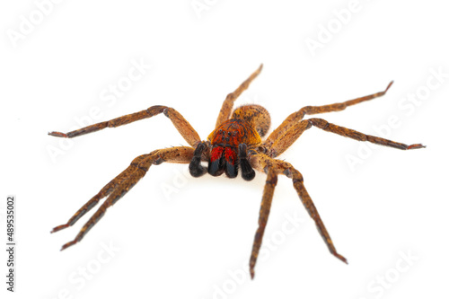 African spider (Ctenus africanus) on a white background
