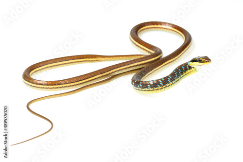 Painted bronzeback snake (Dendrelaphis pictus) on a white background