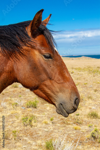 Close-up of the profile of the head of a red horse without bridles and free on a farm in Patagonia during the summer.