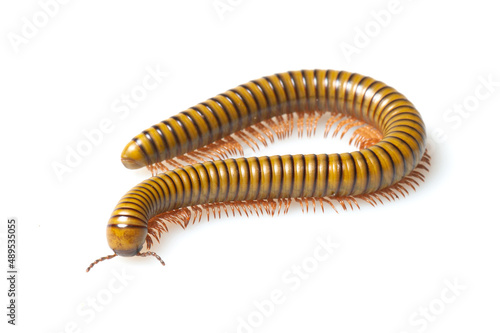 Green snake millipede on a white background