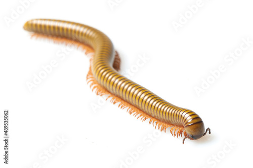 Green snake millipede on a white background