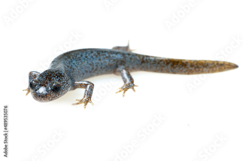 Oita salamander  Hynobius dunni  on a white background