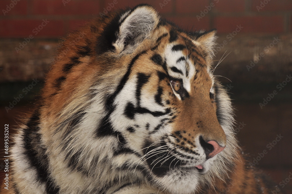 Obraz premium Animals are a traditionally distinguished category of organisms, currently considered as a biological kingdom. Animals are the main object of zoology study.