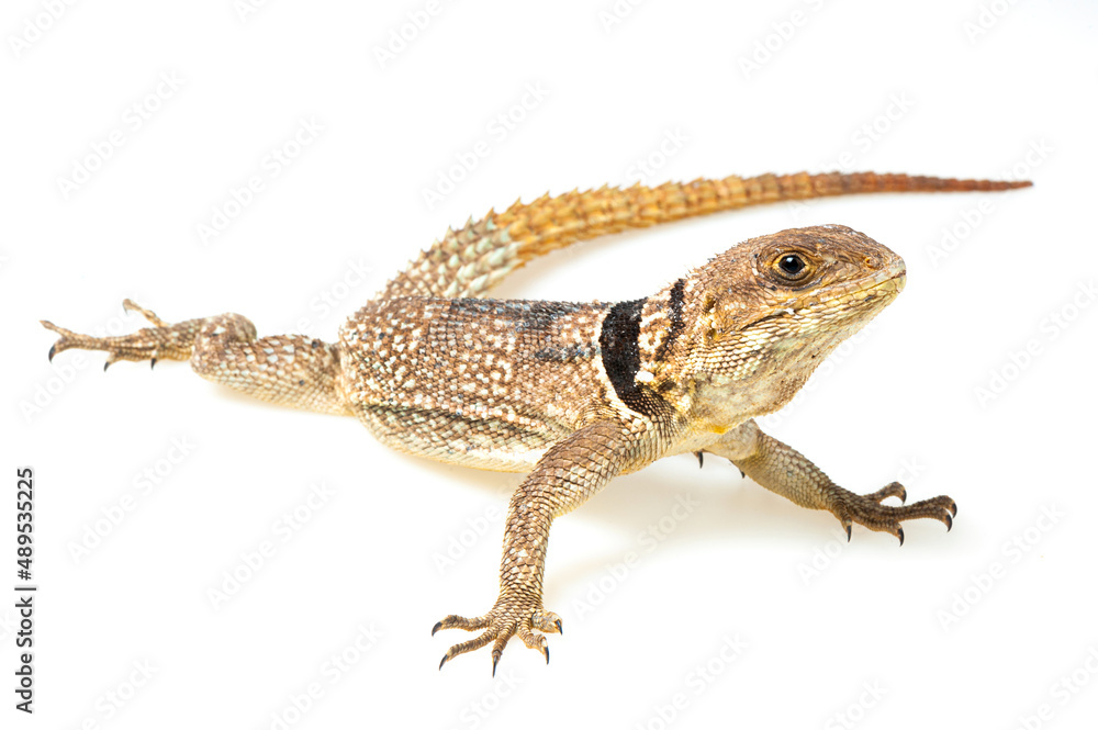 Madagascan collared iguana (Oplurus cuvieri) on a white background Madagascan collared iguana (Oplurus cuvieri) on a white background