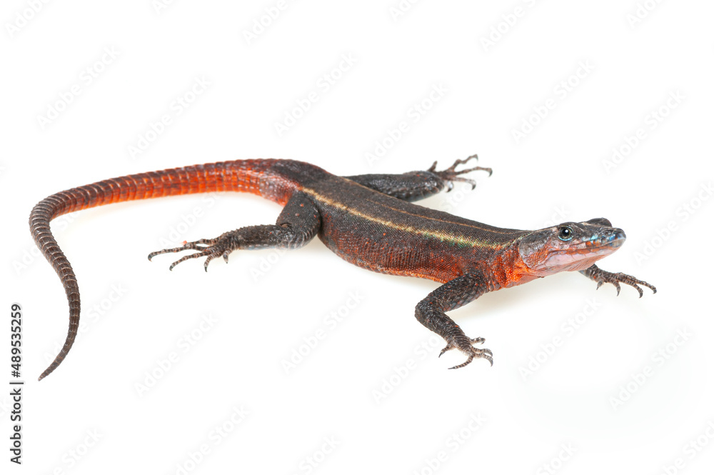 Fototapeta premium Common flat lizard (Platysaurus intermedius) on a white background