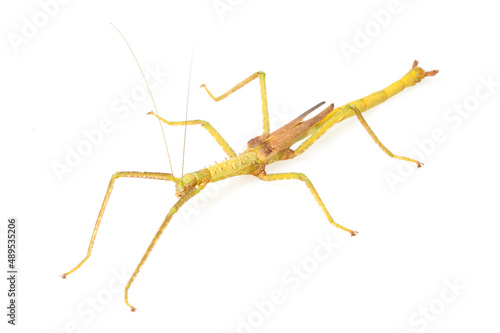 Asian stick insect (Lopaphus sphalerus) on a white background