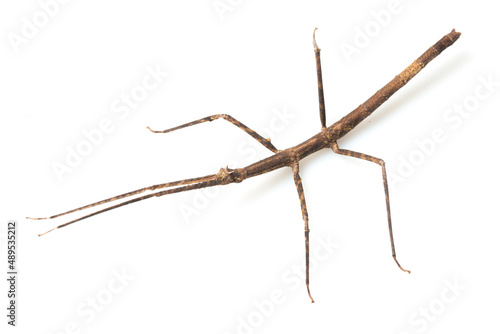 Vietnamese walking stick (Medauroidea extradentata) on a white background photo