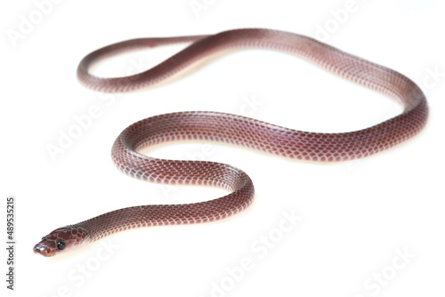 File snakes (Mehelya poensis) on a white background