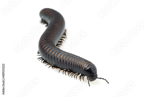 Pink banded millipede (Odontostreptus yellox) on a white background