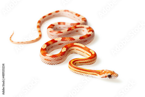 Corn snake (Pantherophis guttatus hypo motley) on a white background