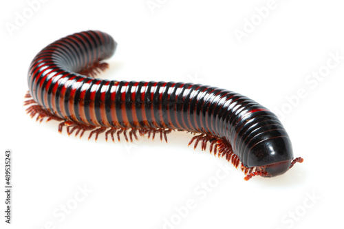 Fotótapéta Red and black millipede (Pelmatojulus excisus) on a white background