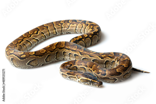 African rock python (Python sebae) on a white background