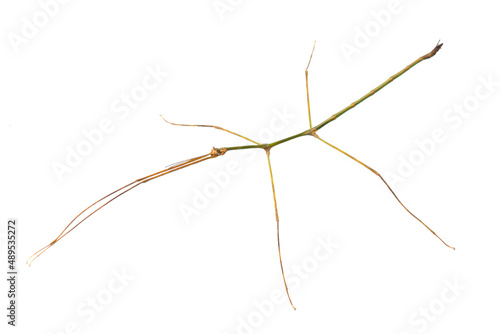 Asian stick insect (Ramulus nematodes) on a white background