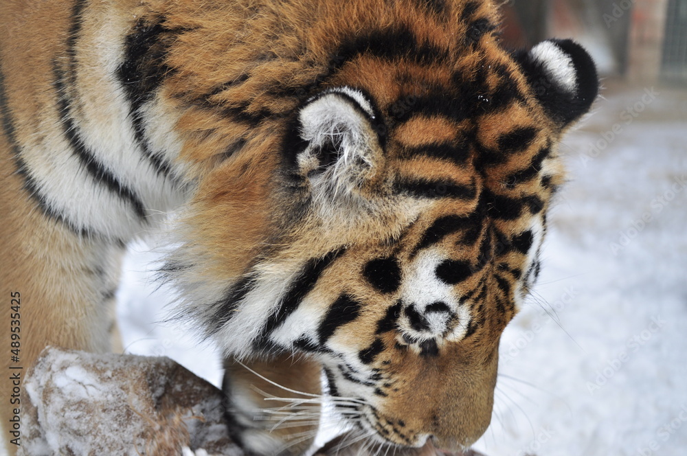 Obraz premium Animals are a traditionally distinguished category of organisms, currently considered as a biological kingdom. Animals are the main object of zoology study.