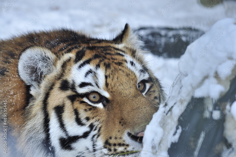Obraz premium Animals are a traditionally distinguished category of organisms, currently considered as a biological kingdom. Animals are the main object of zoology study.