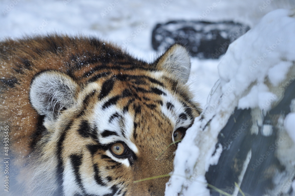 Obraz premium Animals are a traditionally distinguished category of organisms, currently considered as a biological kingdom. Animals are the main object of zoology study.
