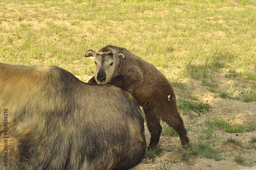 Fototapeta premium Animals are a traditionally distinguished category of organisms, currently considered as a biological kingdom. Animals are the main object of zoology study.