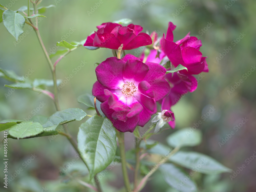 close up rose in garden close up rose in garden