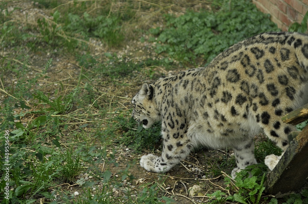 Animals are a traditionally distinguished category of organisms, currently considered as a biological kingdom. Animals are the main object of zoology study. Animals are a traditionally distinguished category of organisms, currently considered as a biological kingdom. Animals are the main object of zoology study.