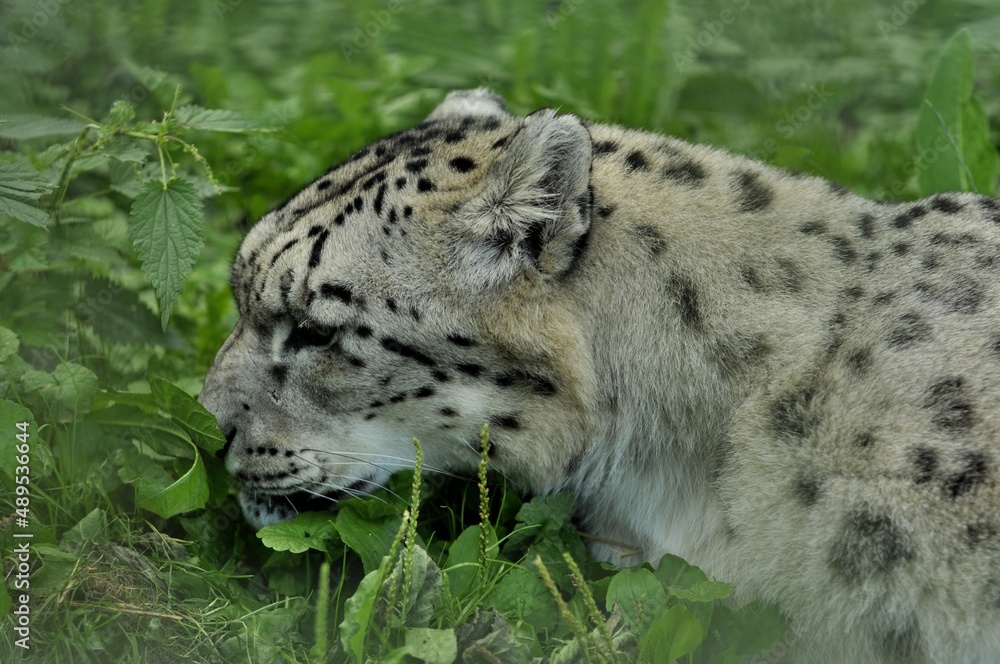 Animals are a traditionally distinguished category of organisms, currently considered as a biological kingdom. Animals are the main object of zoology study.