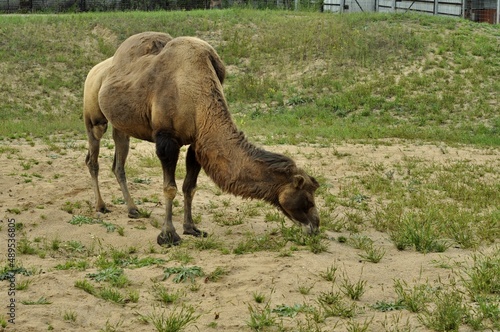 Animals are a traditionally distinguished category of organisms  currently considered as a biological kingdom. Animals are the main object of zoology study.