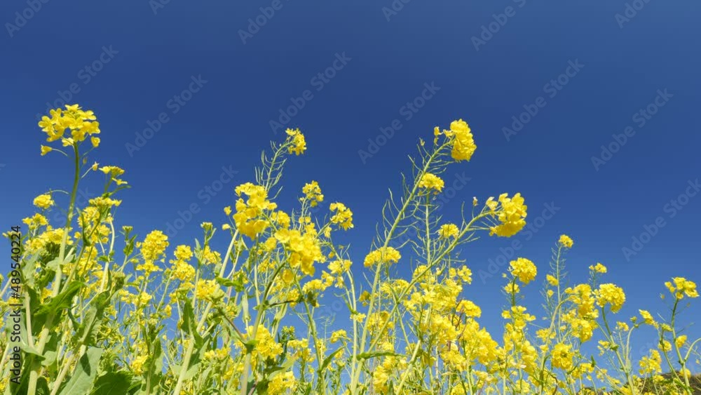 青空と風に揺れる菜の花　南伊豆町