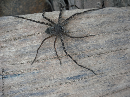 big hairy spider on wood