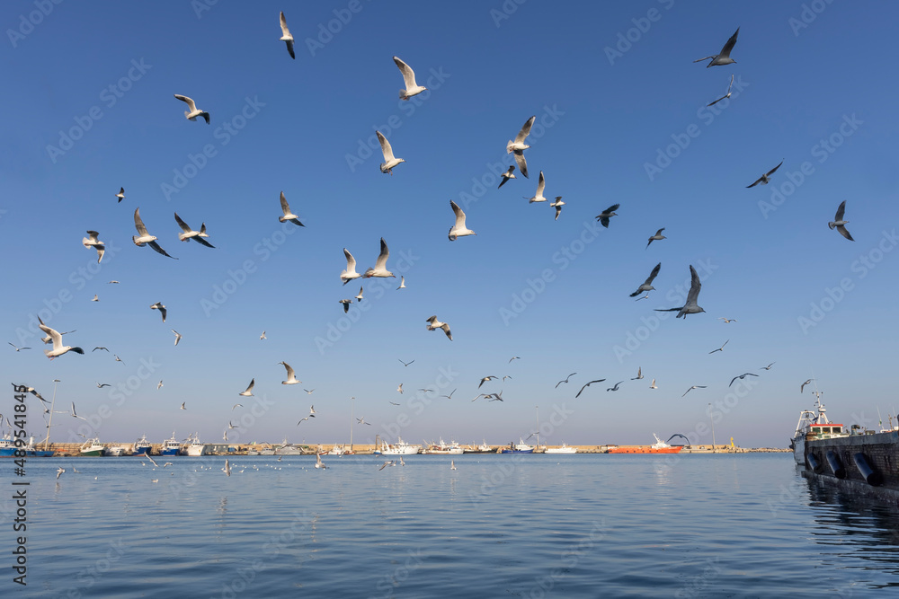 Fototapeta premium Seagulls in the harbor, San Benedetto, italy
