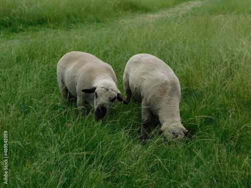Closeup side view of Hampshire Ram sheep with cute little button tails and large sacks, grazing in a lush green grass field, in Gauteng, South Africa on a hot summer's day © Desire