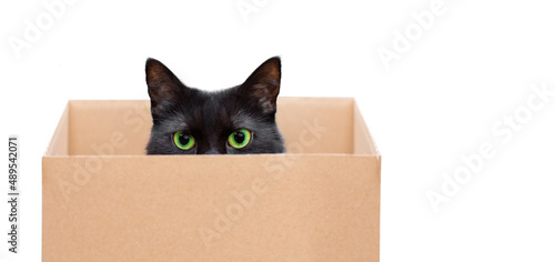 czarny kot w pudełku na białym tle