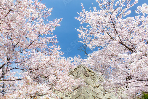 鶴山公園 石垣と桜