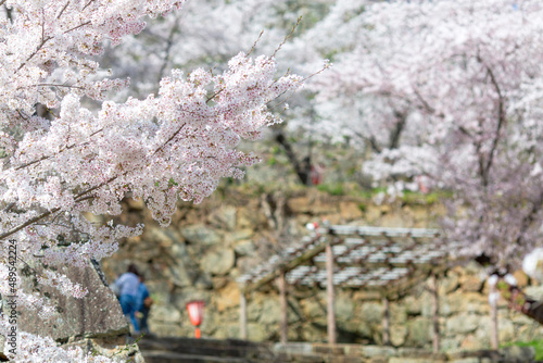 鶴山公園の桜