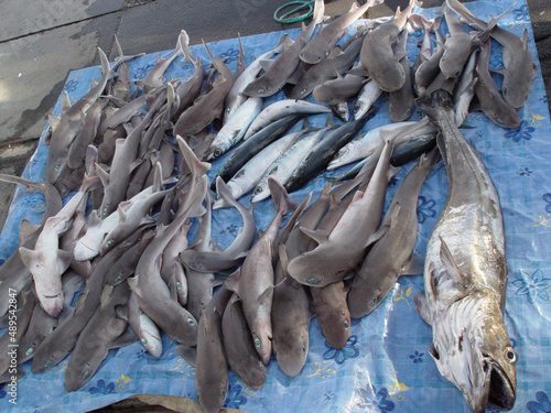 Its been a good day of fishing. Shot of caught sharks lying on a pier.