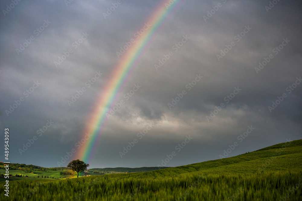 landscape with rainbow over the field and a lone tree landscape with rainbow over the field and a lone tree