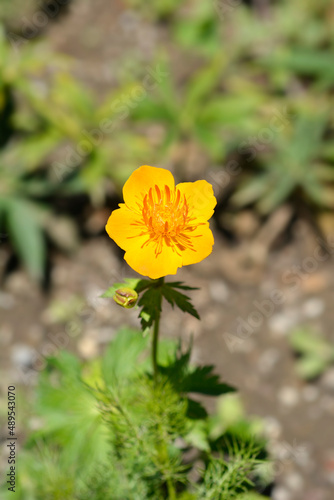 Asiatic globeflower photo