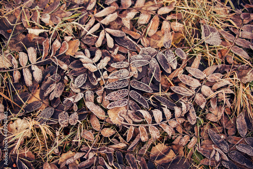autumn leaves covered with frost background © Francesca Emer